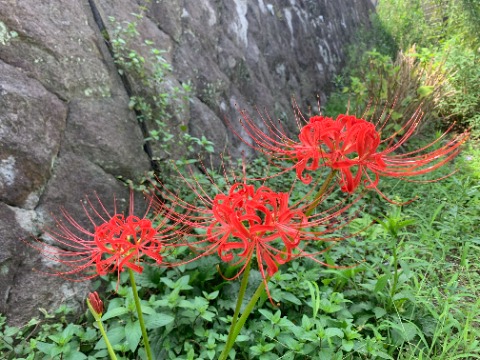 さてお彼岸の中日は過ぎてしまいましたが、彼岸花をご紹介しましょう。