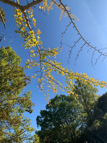 さてこんな素敵な青空を背景に、イチョウがもう色づいています。