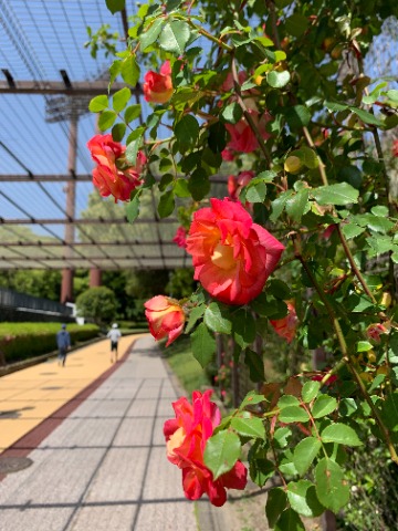 周回路の一部は金網のアーケードになっていて、つるバラが何本かあります。 何年か経ってもなかなか広がりませんが、それでも花の時季にはこうやって目を楽しませてくれます。