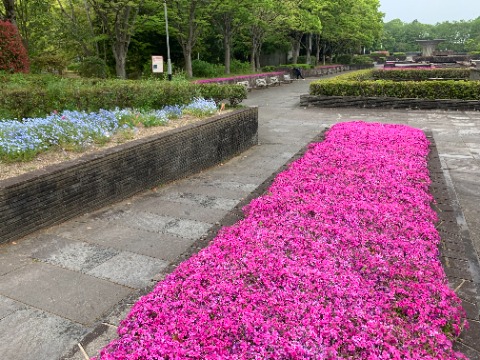 ということで、今日は花壇の状況をご紹介。芝桜のピンクとネモフィラのブルーの対比がきれいです。