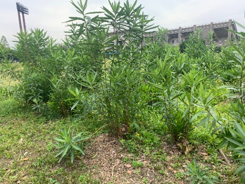 さて以前にも何度かご紹介した周回路脇の夾竹桃。何か月か前にほとんどの株がほぼ根元からバッサリ切られて、どうなることかと思いましたが心配ご無用、あっという間にこんなに茂ってきました。すごい生命力ですよね。