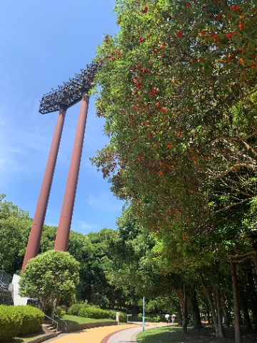 ヤマモモの実が今年も鈴なりです。 過去に何度もアップしていますが、まあこの季節の定番ですからね。