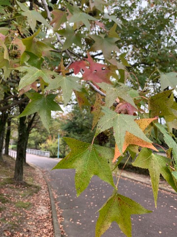 モミジバフウ(アメリカフウ)が色づき始めています。 周回路沿いでは例年この樹が一番早く深紅になります。