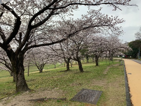 春日公園は桜の名所です。まだ満開ではないようですが、次にいつ来られるかわからないので、定番ポイントの写真です。