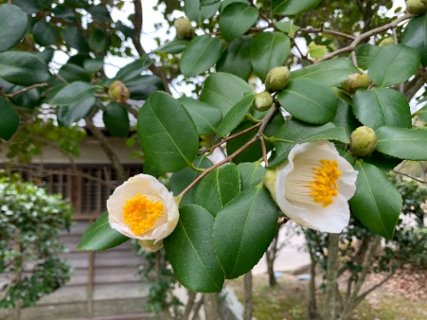 桜の話題でしたが写真は白椿です。桜のような豪華さはないですが、気品がありますよね。