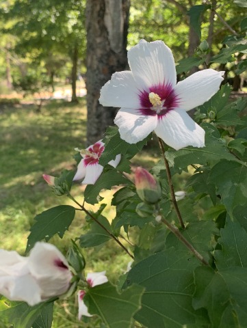 これも毎年定番ですが、木槿が咲いています。 韓国の国花ですね。