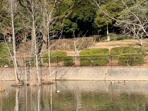 ここは周回路横の池です。撮影スポットなので、いつも何人かの人がバズーカ砲みたいなレンズを付けたカメラを構えています。 鴨さんたちが悠々と泳いでいたので写してみましたが、やっぱりバズーカでないとダメかな。