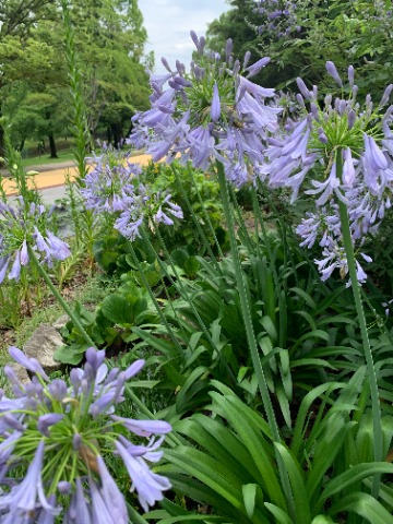 周回路脇の花壇ではアガパンサスが咲いています。うちの近くでもよく見かけます。