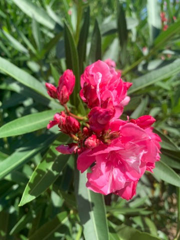 そんなお天気でも夾竹桃は元気に咲いています。