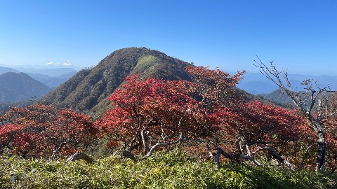 蛭ヶ岳 シロヤシオの紅葉