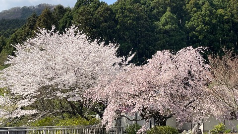 日向路は春爛漫