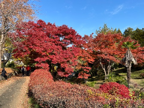 スタート地点の羊山公園の紅葉