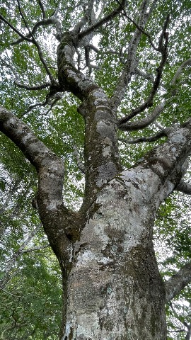 ブナの巨木