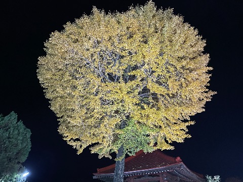 70km地点のライトアップされた銀杏