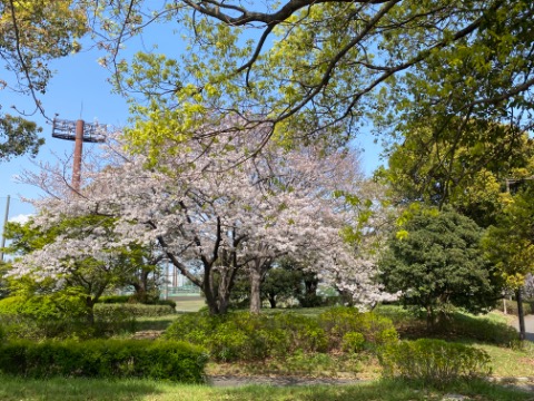 夢の島トラック裏手側は割と穴場