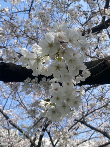 潮見の運動公園。病気の桜が増えて枝を切ったのが多いので全体のボリュームは華やかさに欠けるけど一輪一輪は見事。