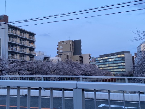 まだ見頃。ライトアップされてないからちょい暗いけど。